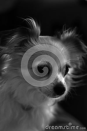 Chihuahua in bianco e nero Stock Photo