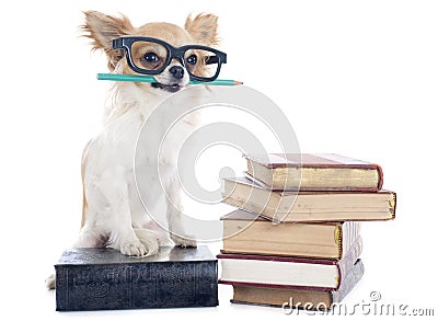 Chihuahua and books Stock Photo