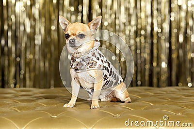 Chihuahua brown dog Stock Photo