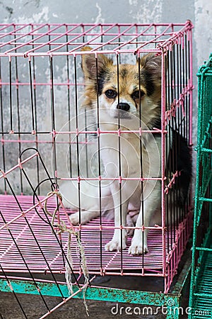 Chihuahua in cage Stock Photo