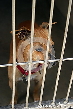 Chihuahua in a chage at the animal shelter Stock Photo