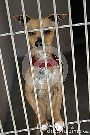 Chihuahua in a chage at the animal shelter waiting to be adopted Stock Photo