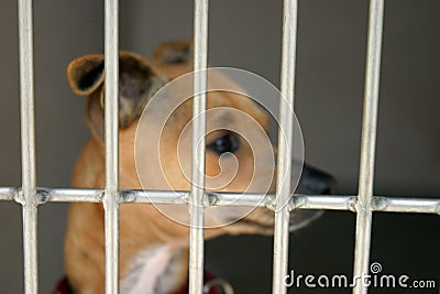 Chihuahua in a chage at the animal shelter waiting to be adopted Stock Photo