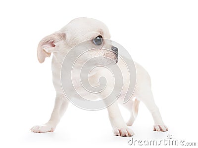 Chihuahua cobby type white purebred puppy Stock Photo