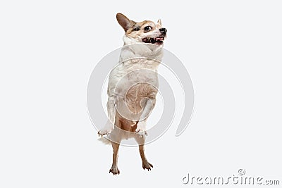 Studio shot of Chihuahua companion dog isolated on white studio background Stock Photo