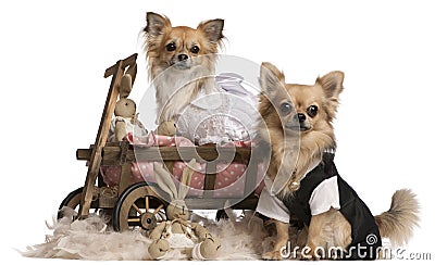 Chihuahua couple, 2 years old, dressed up Stock Photo