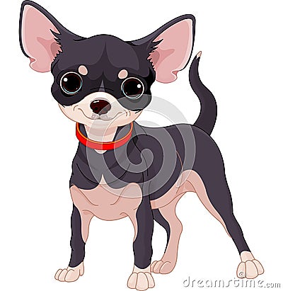 Chihuahua Vector Illustration