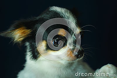 Chihuahua, cute, dog,focus on eye. Stock Photo