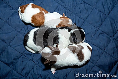 Chihuahua cute puppy 3 dogs,sleep. Stock Photo
