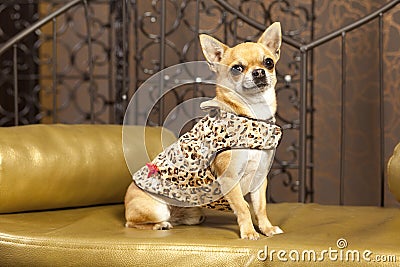 Chihuahua dog in animal clothes Stock Photo