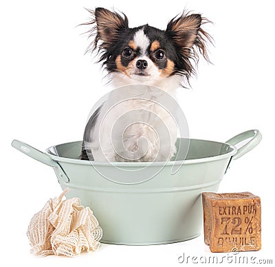Chihuahua dog in a basin with Marseilles soap Stock Photo