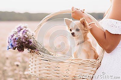 chihuahua dog in a basket of flowers in the hands of a girl in a field Stock Photo