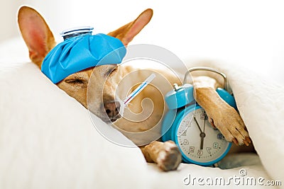 Dog sick or ill in bed Stock Photo