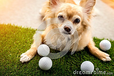 Chihuahua dog brown color sleeping next to golf ball on green gr Stock Photo