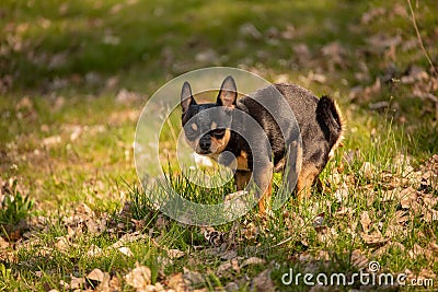 Chihuahua dog defecated in field of grass Stock Photo