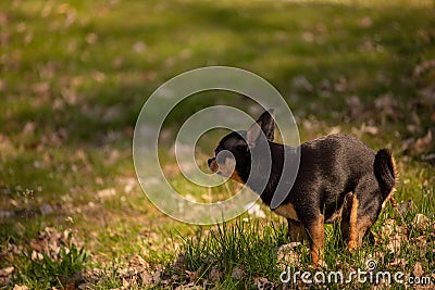 Chihuahua dog defecated in field of grass Stock Photo