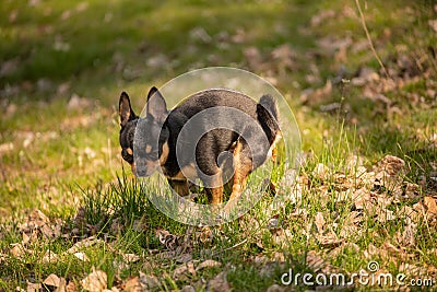 Chihuahua dog defecated in field of grass Stock Photo