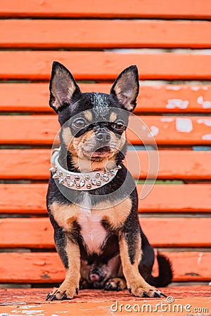 Chihuahua dog. A dog in a white collar for a walk. Animal, pet Stock Photo