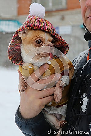 Chihuahua dog in a fashionable jacket in the arms of the owner in winter on a walk Stock Photo