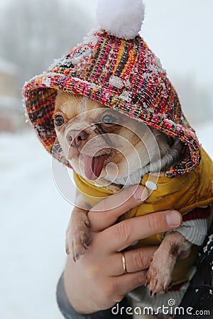 Chihuahua dog in a fashionable jacket in the arms of the owner in winter on a walk Stock Photo