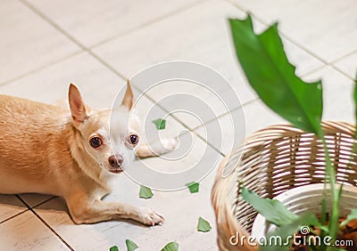 Chihuahua dog feel guilty lying down on the floor with leaves of houseplant.Selective focus Stock Photo