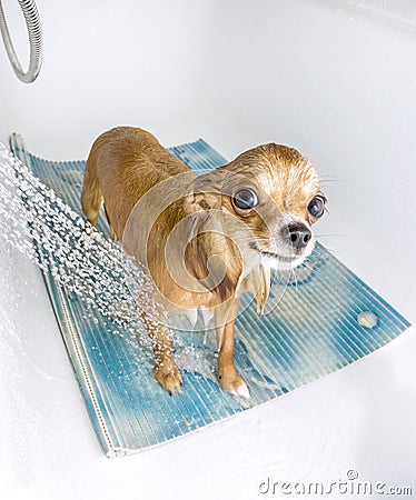 Chihuahua dog getting pleasure from shower Stock Photo