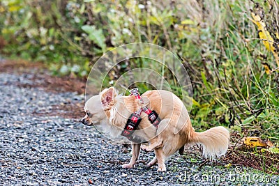 Chihuahua dog pooping on the street Stock Photo