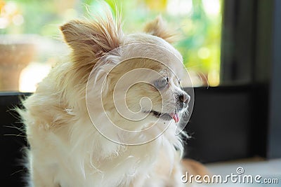 Chihuahua dog portrait Stock Photo