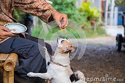 chihuahua dog,puppy is eating,Feeding the dog by hand,Dogs look at food,Dog food on had,blur,Soft focus. Stock Photo