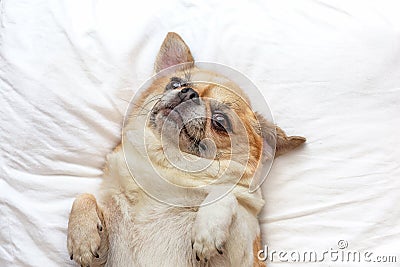 Chihuahua dog sleep on bed. Stock Photo