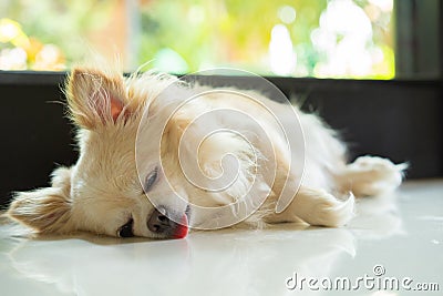 Chihuahua dog sleep Stock Photo