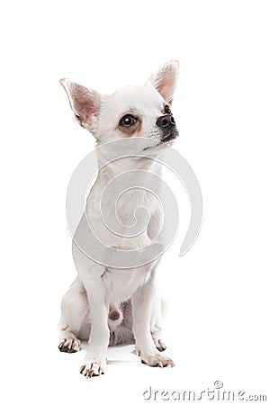 Chihuahua dog Stock Photo