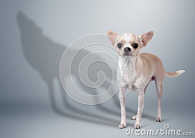 Chihuahua dog with wolf shadow, animal character concept Stock Photo