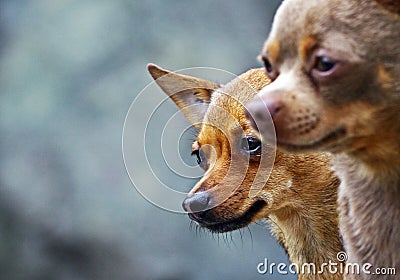 Chihuahua dogs couple Stock Photo