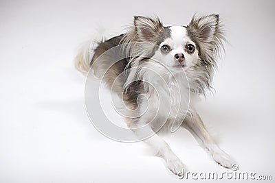 Chihuahua in down position Stock Photo