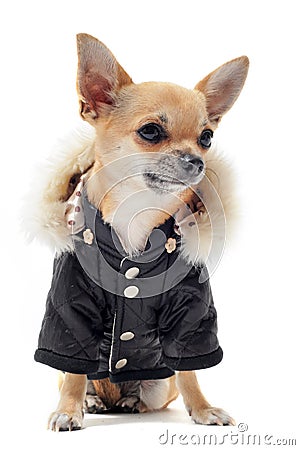 Chihuahua dressed Stock Photo