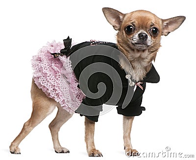 Chihuahua dressed in pink and black Stock Photo