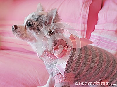 Chihuahua dressed with pink bow Stock Photo