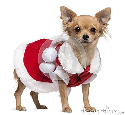 Chihuahua dressed in Santa dress, 18 months old Stock Photo