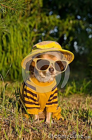 Chihuahua dressed with suit,hat and glasses Stock Photo