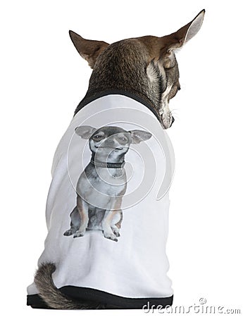 Chihuahua dressed with a t-shirt with a photo Stock Photo