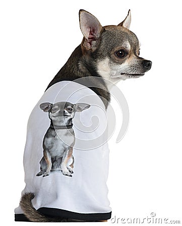 Chihuahua dressed with a t-shirt with a photo Stock Photo