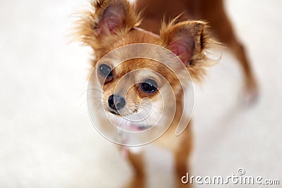 Chihuahua Female Curiosity Stock Photo