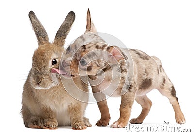 Chihuahua licking a rabbit Stock Photo