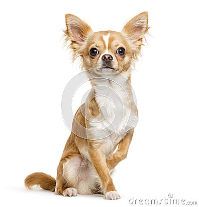 Chihuahua, 9 months old, sitting in front of white background Stock Photo