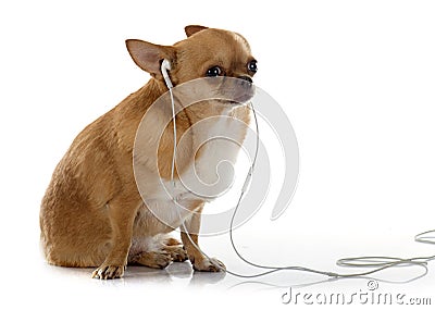 Chihuahua and music Stock Photo