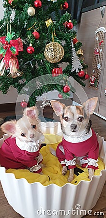 Chihuahua new year picture Stock Photo