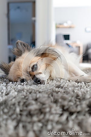 Chihuahua peacefully lounging in a small corridor Stock Photo