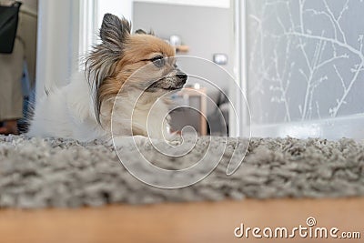 Chihuahua peacefully lounging in a small corridor, finding tranquillity on a cosy grey rug Stock Photo