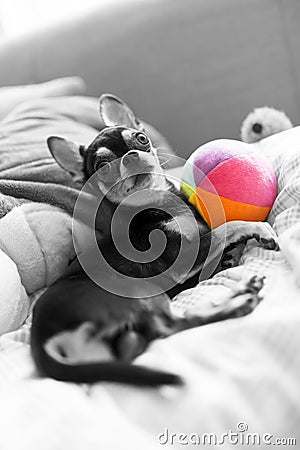 Chihuahua playing with small multicolor ball Stock Photo